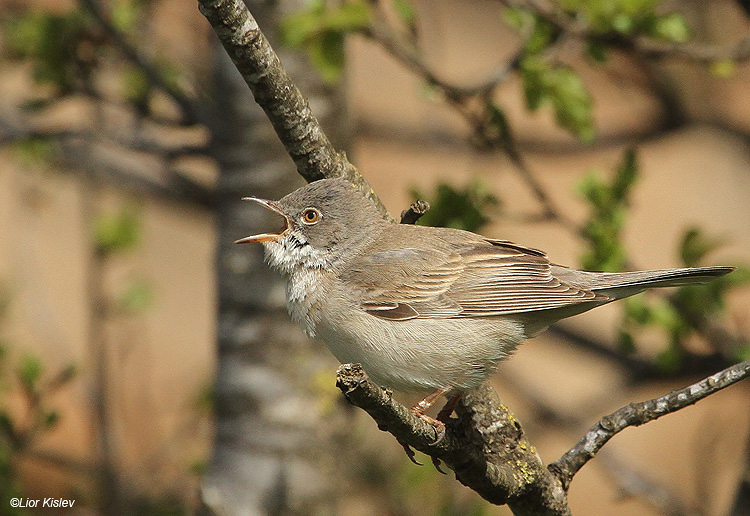   Common Whitethroat Sylvia communis       Bacha valley, Golan 13-04-11  Lior Kislev